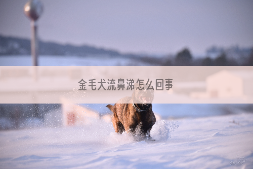 金毛犬流鼻涕怎么回事