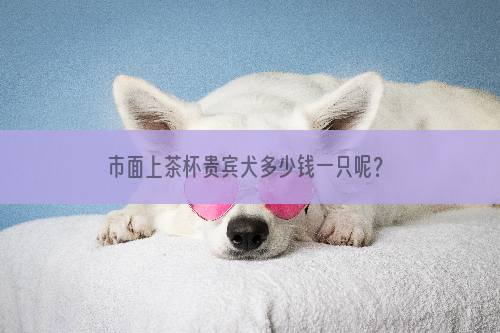 市面上茶杯贵宾犬多少钱一只呢？