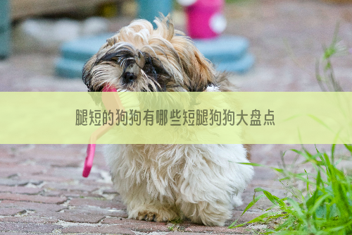 腿短的狗狗有哪些短腿狗狗大盘点