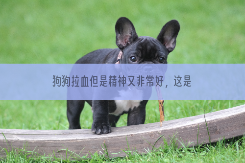 狗狗拉血但是精神又非常好，这是为什么呢？