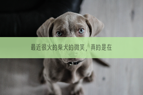 最近很火的柴犬的微笑，真的是在笑吗？