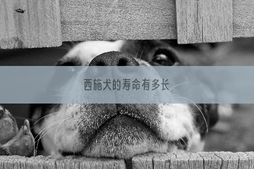 西施犬的寿命有多长