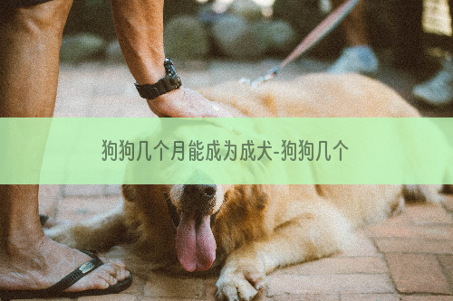 狗狗几个月能成为成犬-狗狗几个月算成年狗？