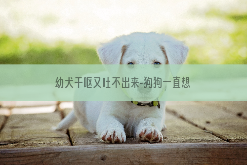 幼犬干呕又吐不出来-狗狗一直想吐，但吐不出来怎么办