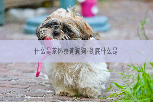 什么是茶杯泰迪狗狗-到底什么是茶杯犬？泰迪犬