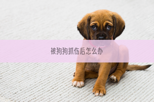 被狗狗抓伤后怎么办
