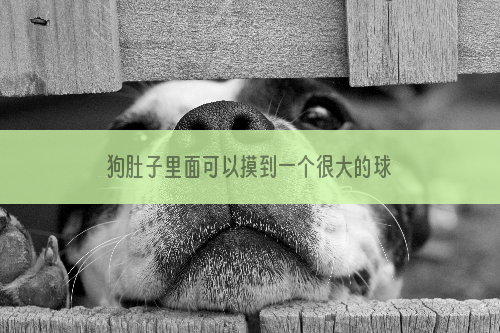 狗肚子里面可以摸到一个很大的球-小狗肚子上有一个肉球一样的东西是什么？