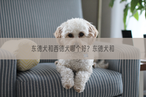 东德犬和西德犬哪个好？东德犬和西德犬的区别