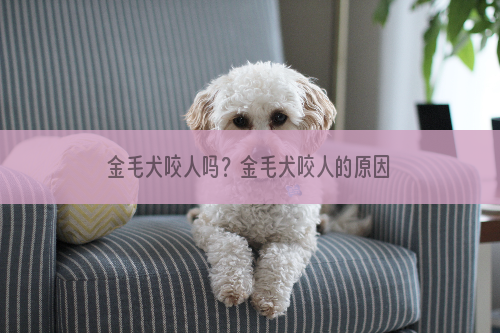 金毛犬咬人吗？金毛犬咬人的原因有哪些？