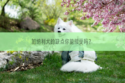 加纳利犬的缺点你能接受吗？