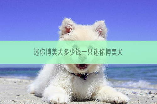 迷你博美犬多少钱一只迷你博美犬价格盘点