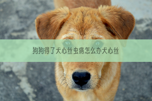 狗狗得了犬心丝虫病怎么办犬心丝虫病怎么治疗