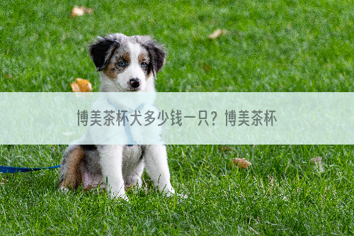 博美茶杯犬多少钱一只？博美茶杯犬价格