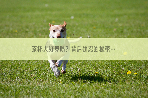 茶杯犬好养吗？背后残忍的秘密…