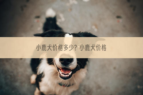 小鹿犬价格多少？小鹿犬价格