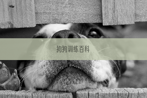 狗狗训练百科