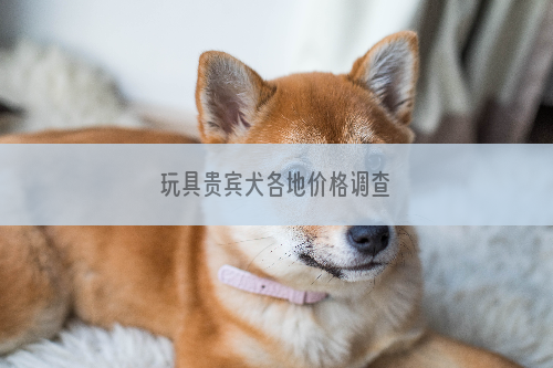 玩具贵宾犬各地价格调查