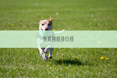 贵宾狗粮排行榜