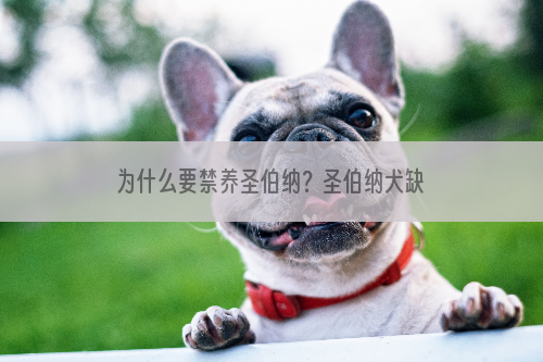 为什么要禁养圣伯纳？圣伯纳犬缺点