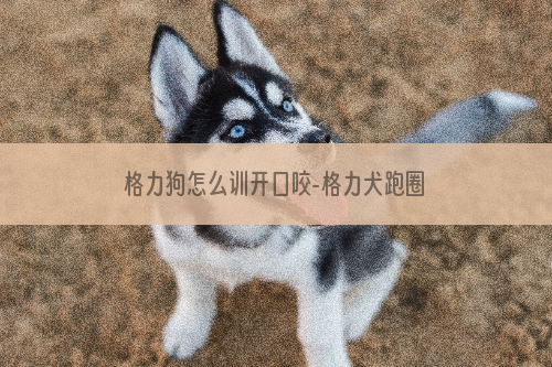 格力狗怎么训开口咬-格力犬跑圈咬狗怎么训