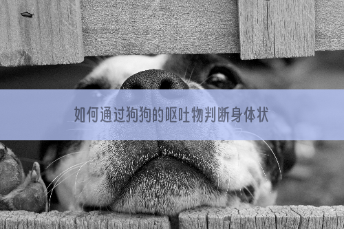 如何通过狗狗的呕吐物判断身体状况？