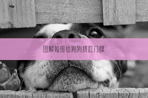 图解如何给狗狗挤肛门腺