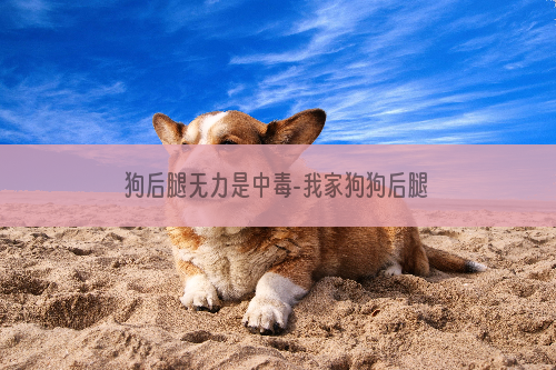 狗后腿无力是中毒-我家狗狗后腿无力了！！