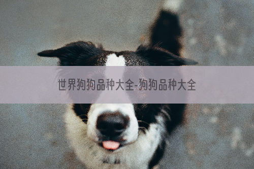 世界狗狗品种大全-狗狗品种大全及图片