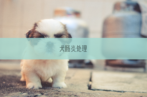 犬肠炎处理