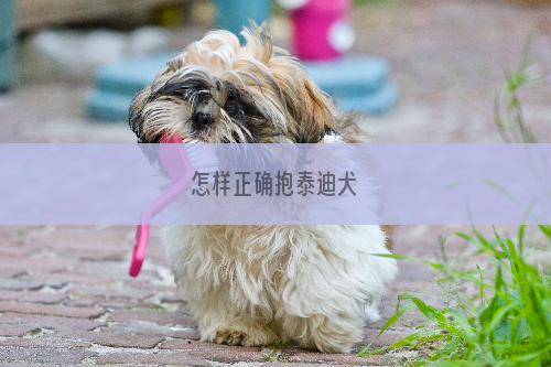 怎样正确抱泰迪犬