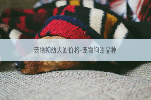 宠物狗幼犬的价格-宠物狗的品种及图片和价格