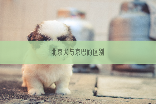 北京犬与京巴的区别