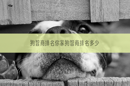 狗智商排名你家狗智商排名多少