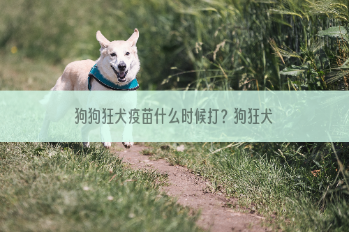 狗狗狂犬疫苗什么时候打？狗狂犬疫苗注射时间