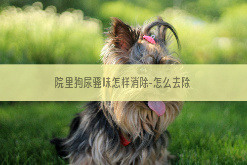 院里狗尿骚味怎样消除-怎么去除狗狗的尿骚味