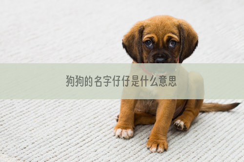 狗狗的名字仔仔是什么意思