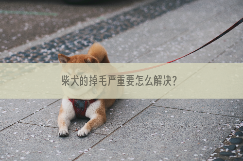 柴犬的掉毛严重要怎么解决？