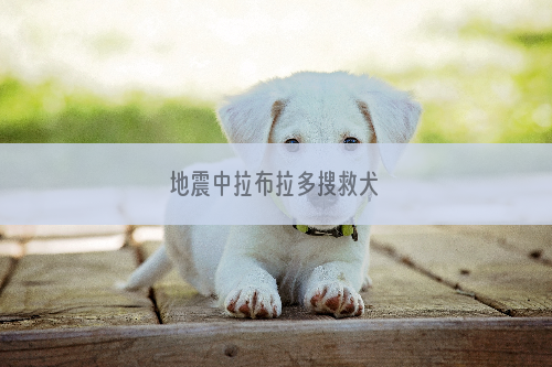 地震中拉布拉多搜救犬