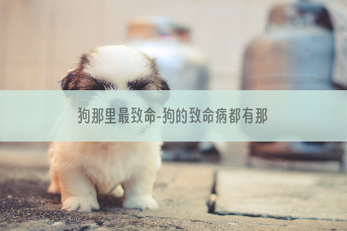 狗那里最致命-狗的致命病都有那些？