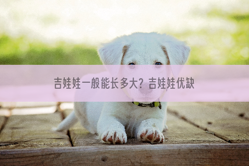 吉娃娃一般能长多大？吉娃娃优缺点介绍