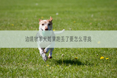 边境牧羊犬如果跑丢了要怎么寻找？