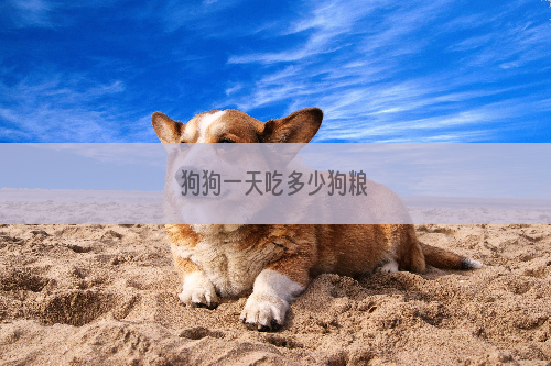 狗狗一天吃多少狗粮