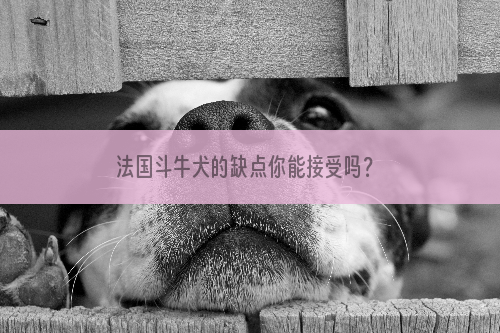 法国斗牛犬的缺点你能接受吗？