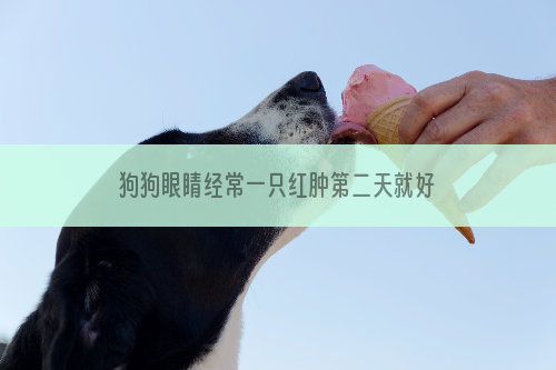 狗狗眼睛经常一只红肿第二天就好