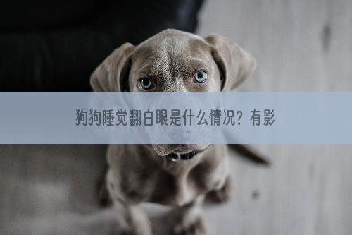 狗狗睡觉翻白眼是什么情况？有影响吗？