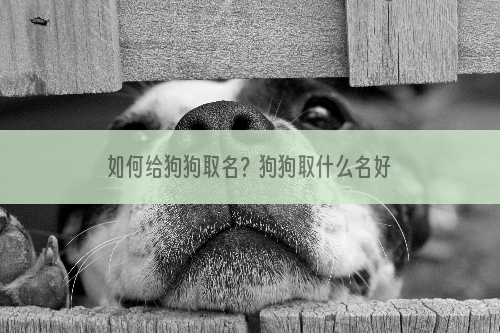 如何给狗狗取名？狗狗取什么名好听？