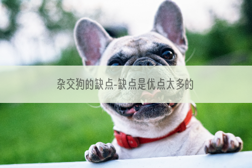 杂交狗的缺点-缺点是优点太多的狗