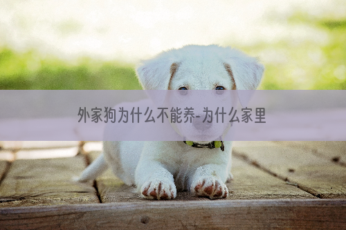 外家狗为什么不能养-为什么家里不能养黑狗