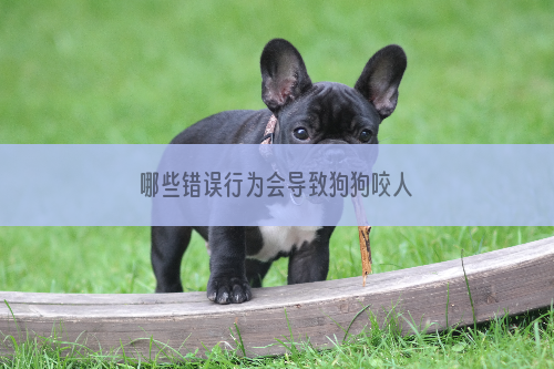 哪些错误行为会导致狗狗咬人