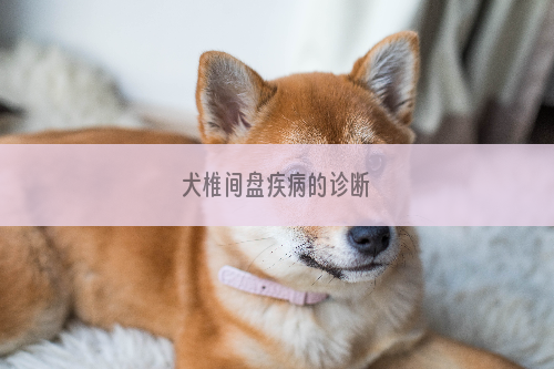 犬椎间盘疾病的诊断